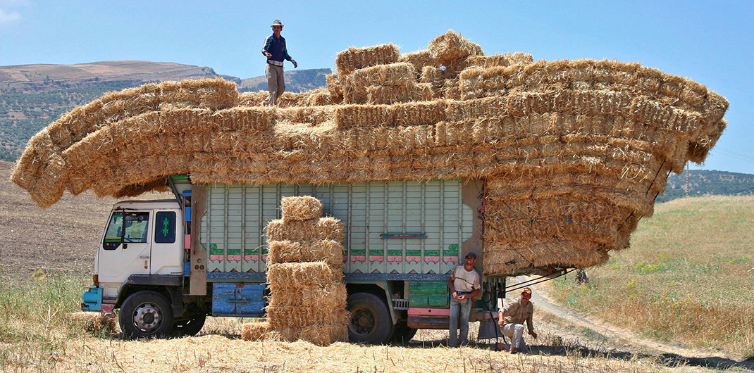Paysans marocains à côté d'un camion rempli de foin au mileu d'un champ de grain