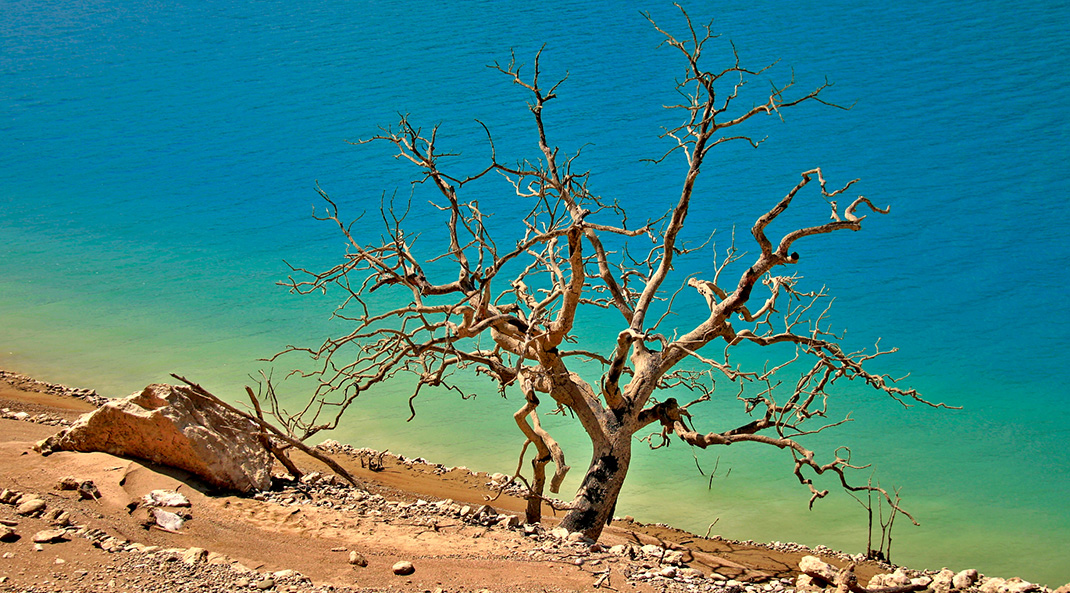 arbre mort sur les rives d'un lac