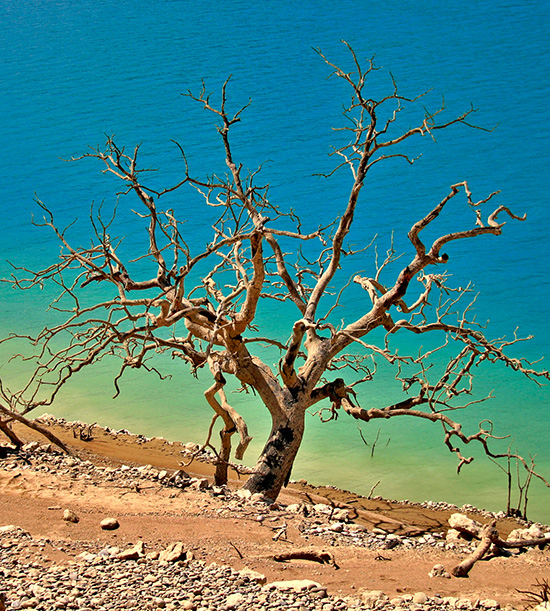 arbre mort sur les rives d'un lac