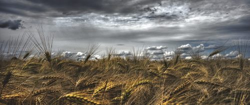 champ de blé sur fond de ciel orageux